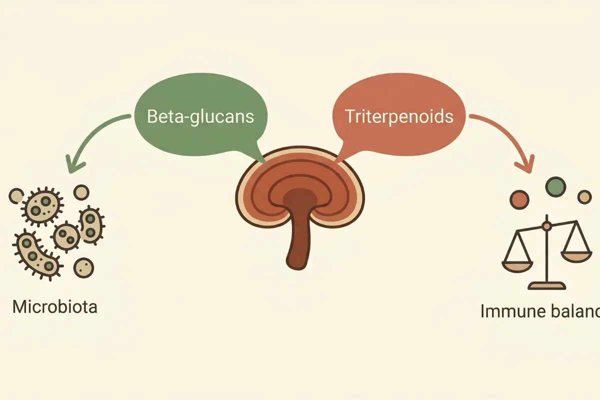 Infographie des composants actifs du Ganoderma : bêta-glucanes et triterpénoïdes